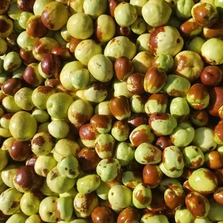 thumbnail for publication: Jujube as a Florida Fruit Crop